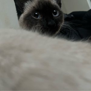 Meet your Posher, Lilly